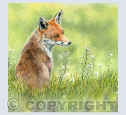 Wildlife