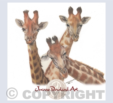 Neck For Owt Collection