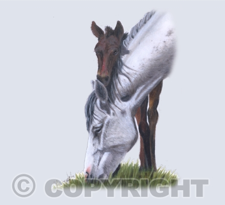Only Foals and Horses Collection