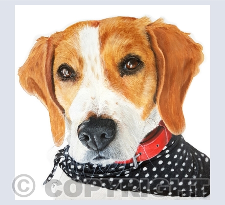 Doggy Delights Collection