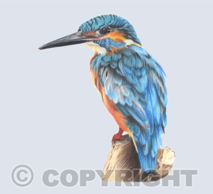Wonderful Wildlife Collection