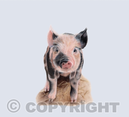 Barnyard Babes Collection