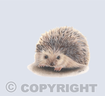 Hedgerow Honeys Collection