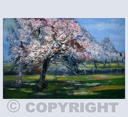 Spring blossom & flowers