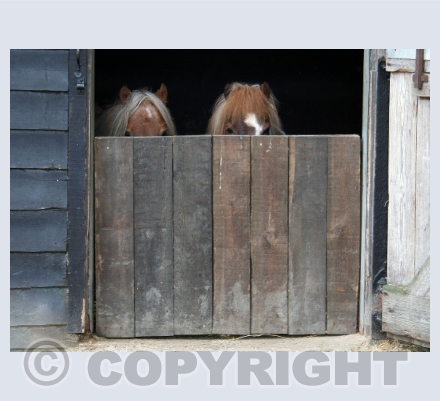 Horses