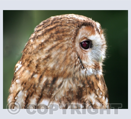Owls