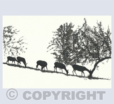 animals and birds