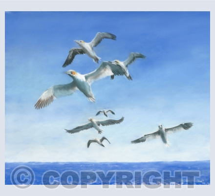 seabirds and seals