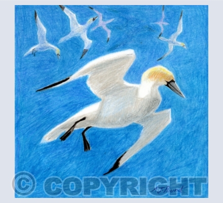 Seabirds
