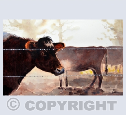 Cows