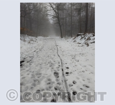 Winter Scene Photo cards