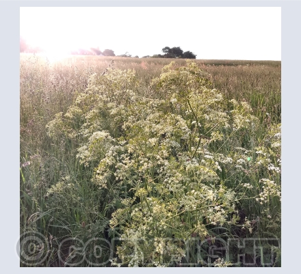 Summer Scene Photo Cards