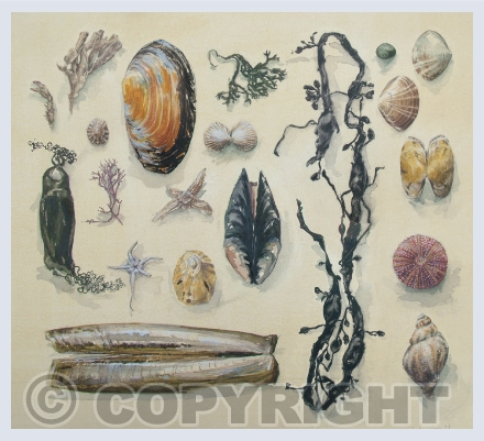 Beach Comber
