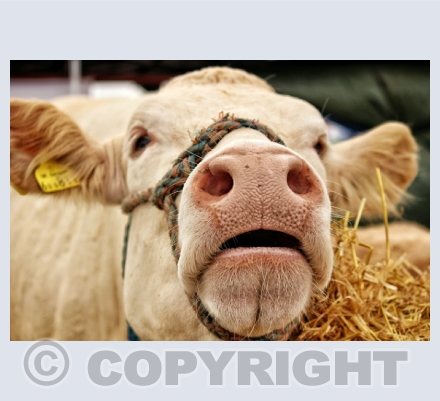 animals