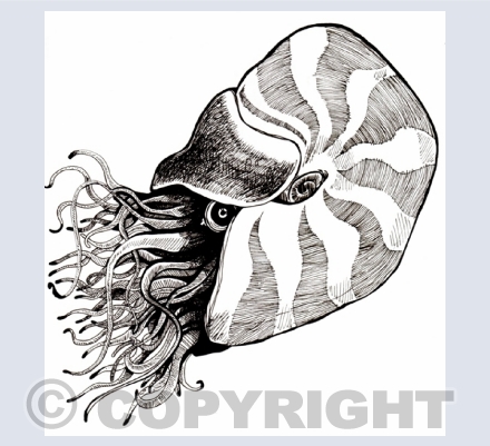Illustrations
