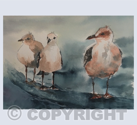 Seagulls