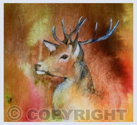 Animals, Bugs, Bees and Butterflies