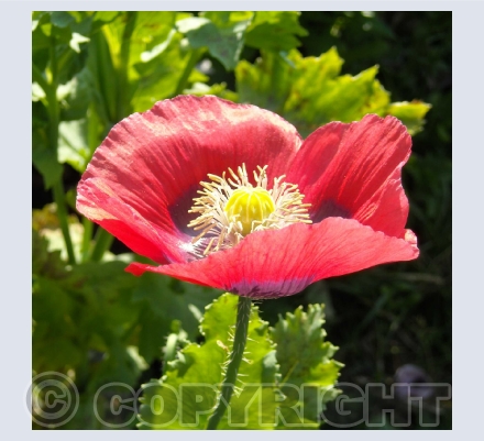 Nature Photographs