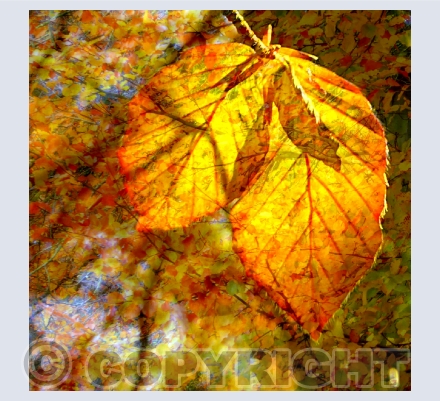 Autumn