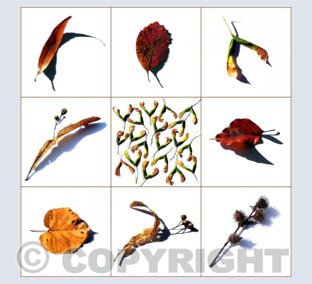 Graphics