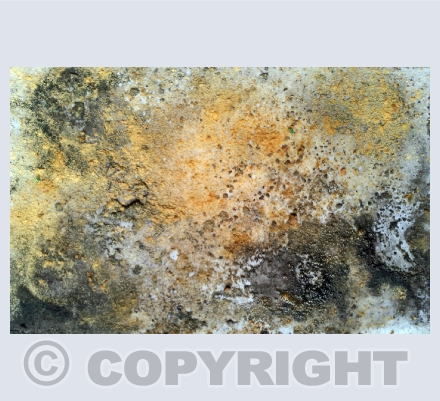 Transfigured Landscapes