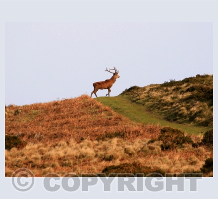 Wildlife