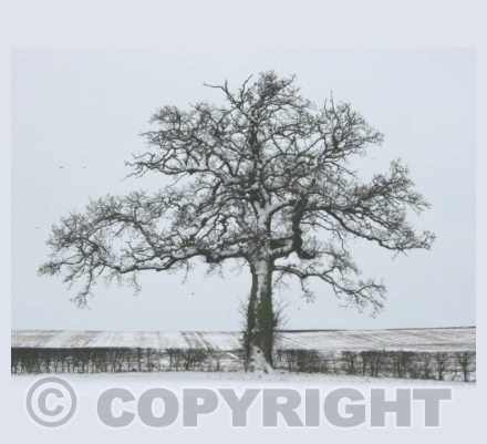Trees