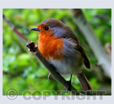 Birds