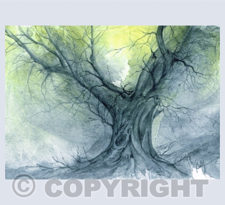 Limited Edition Prints