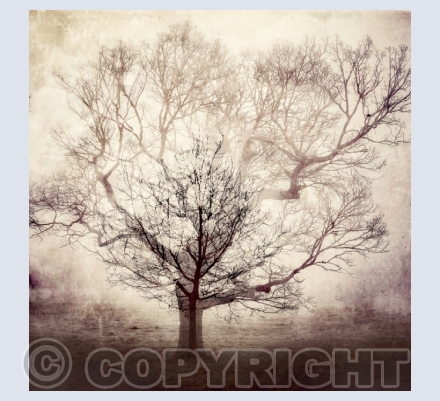 Fine Art Photography