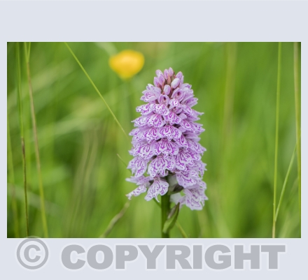 Greeting Cards By Matthew Day 