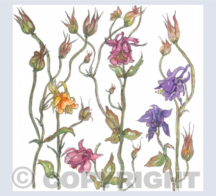 Botanical