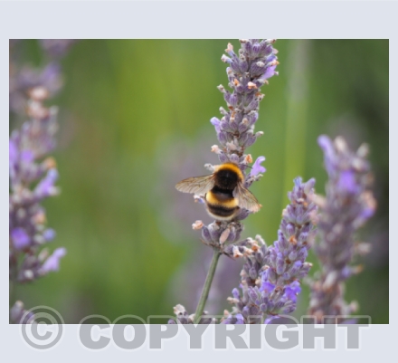 Wild Photography