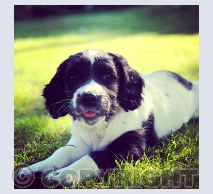 Dogs Cats and Wild Animals 