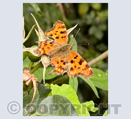 Butterflies