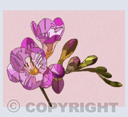 Fruits and Flowers