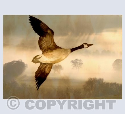   WINGS in WATERCOLOUR
