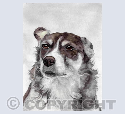  CANINE