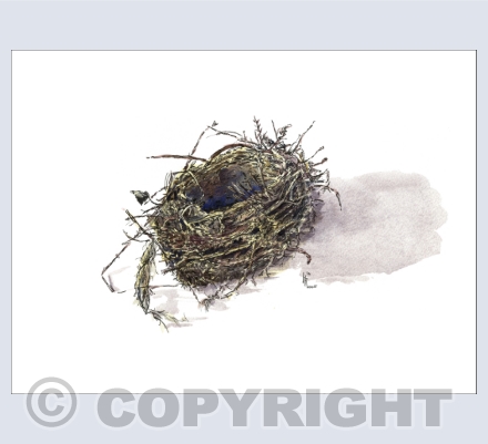 nests