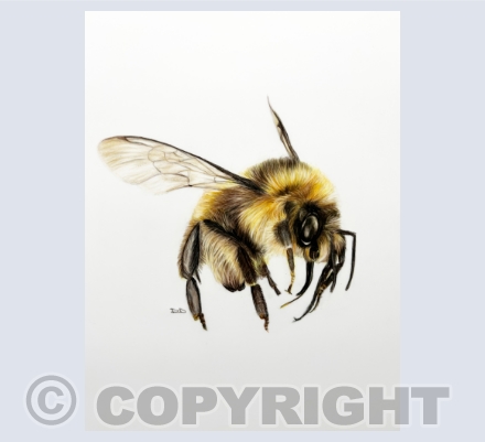 British Wildlife