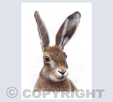 Hares & Rabbits