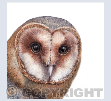 Owls