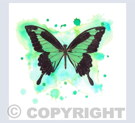 Butterflies