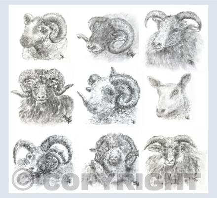 Animals