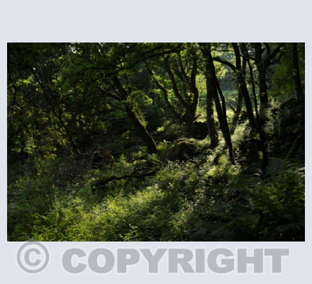 Trees, Plants and Flowers