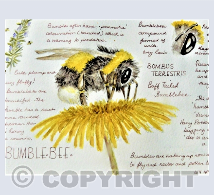 Nature Sketchbook