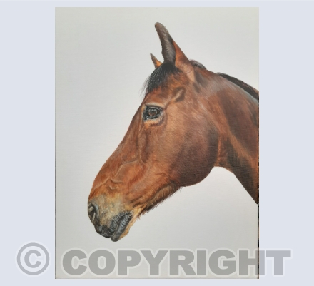 Horses