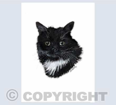 Cats