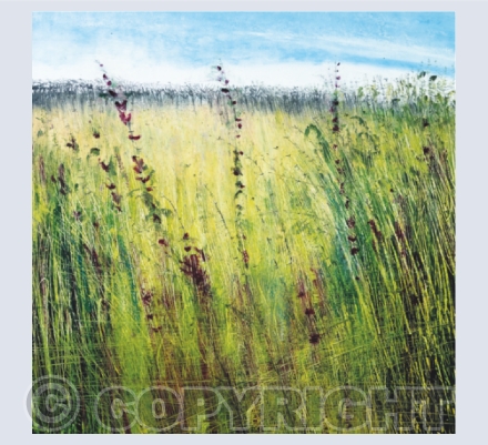 Summer Field