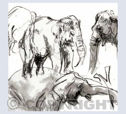 Wild Animals